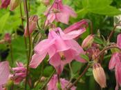 Aquilegia vulgaris 'Heidi' — Caherhurley Nursery image