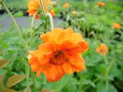 Geum 'Prinses Juliana' — Caherhurley Nursery