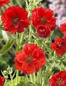 Geum 'Feuerball' — Caherhurley Nursery image