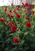Geum 'Blazing Sunset' — Caherhurley Nursery image