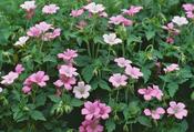 Geranium x oxonianum 'Wargrave Pink' — Caherhurley Nursery image