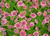 Astrantia major 'Pink Pride' — Caherhurley Nursery image