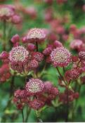 Astrantia major 'Elmblut' — Caherhurley Nursery image
