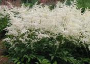 Astilbe 'Deutschland' — Caherhurley Nursery