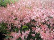 Astilbe 'Inshriach Pink' — Caherhurley Nursery image