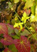 Epimedium x perralchicum 'Frohnleiten' — Caherhurley Nursery image
