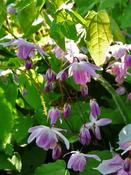 Epimedium 'Sasaki' — Caherhurley Nursery