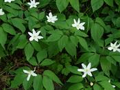 Anemone trifolia — Caherhurley Nursery