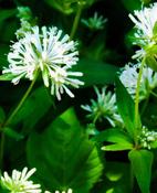 Asperula taurina caucasica — Caherhurley Nursery image
