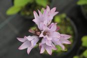 Campanula glomerata 'Emerald' — Caherhurley Nursery image