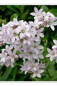 Campanula lactiflora 'Mies Stam' — Caherhurley Nursery image