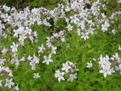 Campanula lactiflora 'Elisabeth Stam' — Caherhurley Nursery image