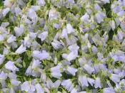 Campanula cochlearifolia 'Arnolda Stam' — Caherhurley Nursery image
