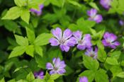 Geranium nodosum 'Svelte Lilac' — Caherhurley Nursery image