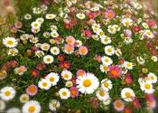 Erigeron karvinskianus — Caherhurley Nursery