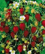 Fragaria vesca 'Verbesserte Rügen' — Caherhurley Nursery image