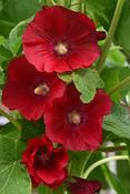 Alcea rosea 'Mars Magic' — Caherhurley Nursery image