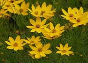 Coreopsis verticillata 'Zagreb' — Caherhurley Nursery image