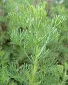 Artemisia abrotanum — Caherhurley Nursery image