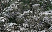 Anthriscus sylvestris 'Ravenswing' — Caherhurley Nursery