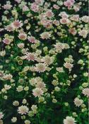 Astrantia 'Berendien Stam' — Caherhurley Nursery