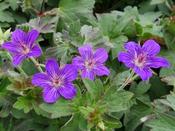 Geranium wlassovianum — Caherhurley Nursery image