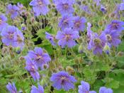 Geranium 'Terre Franche' — Caherhurley Nursery