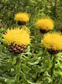 Centaurea macrocephala — Caherhurley Nursery image