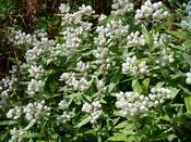 Anaphalis triplinervis 'Silberregen' — Caherhurley Nursery image
