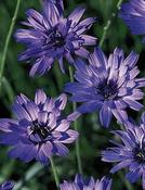 Catananche caerulea — Caherhurley Nursery image