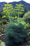 Ferula communis — Caherhurley Nursery