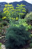 Ferula communis — Caherhurley Nursery