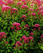 Eutrochium maculatum 'Purple Bush' — Caherhurley Nursery image