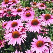Echinacea purpurea 'Rubinstern' — Caherhurley Nursery image