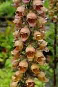 Digitalis ferruginea 'Gigantea' — Caherhurley Nursery image