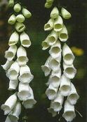 Digitalis purpurea albiflora — Caherhurley Nursery image