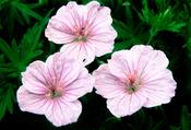 Geranium sanguineum striatum — Caherhurley Nursery image