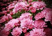 Chrysanthemum 'Romantica' — Caherhurley Nursery image