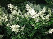 Aruncus dioicus — Caherhurley Nursery image