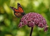 Angelica gigas — Caherhurley Nursery image