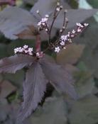 Cryptotaenia japonica 'Atropurpurea' — Caherhurley Nursery image