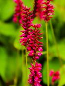 Bistorta amplexicaulis 'Inverleith' — Caherhurley Nursery image
