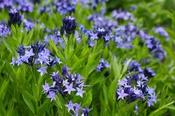 Amsonia 'Blue Ice' — Caherhurley Nursery image