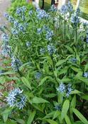Amsonia orientalis — Caherhurley Nursery image