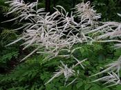 Aruncus dioicus 'Kneiffii' — Caherhurley Nursery