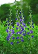 Baptisia australis — Caherhurley Nursery