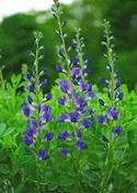 Baptisia australis — Caherhurley Nursery image