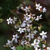 Boykinia aconitifolia — Caherhurley Nursery image