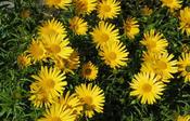 Buphthalmum salicifolium 'Dora' — Caherhurley Nursery image