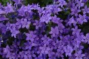 Campanula portenschlagiana 'Catharina' — Caherhurley Nursery image